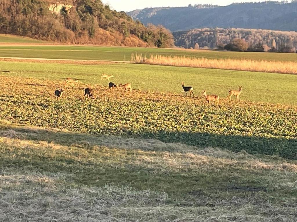 Schoene Unterkunft Naehe Schweiz Gottmadingen Bagian luar foto